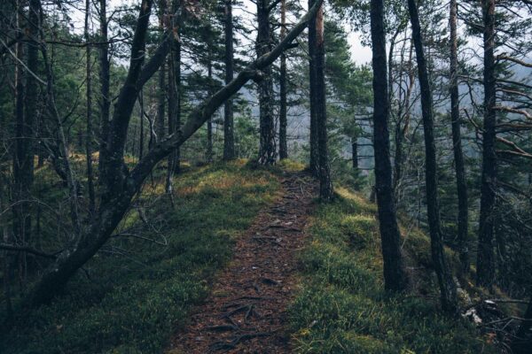 Est sint at labore